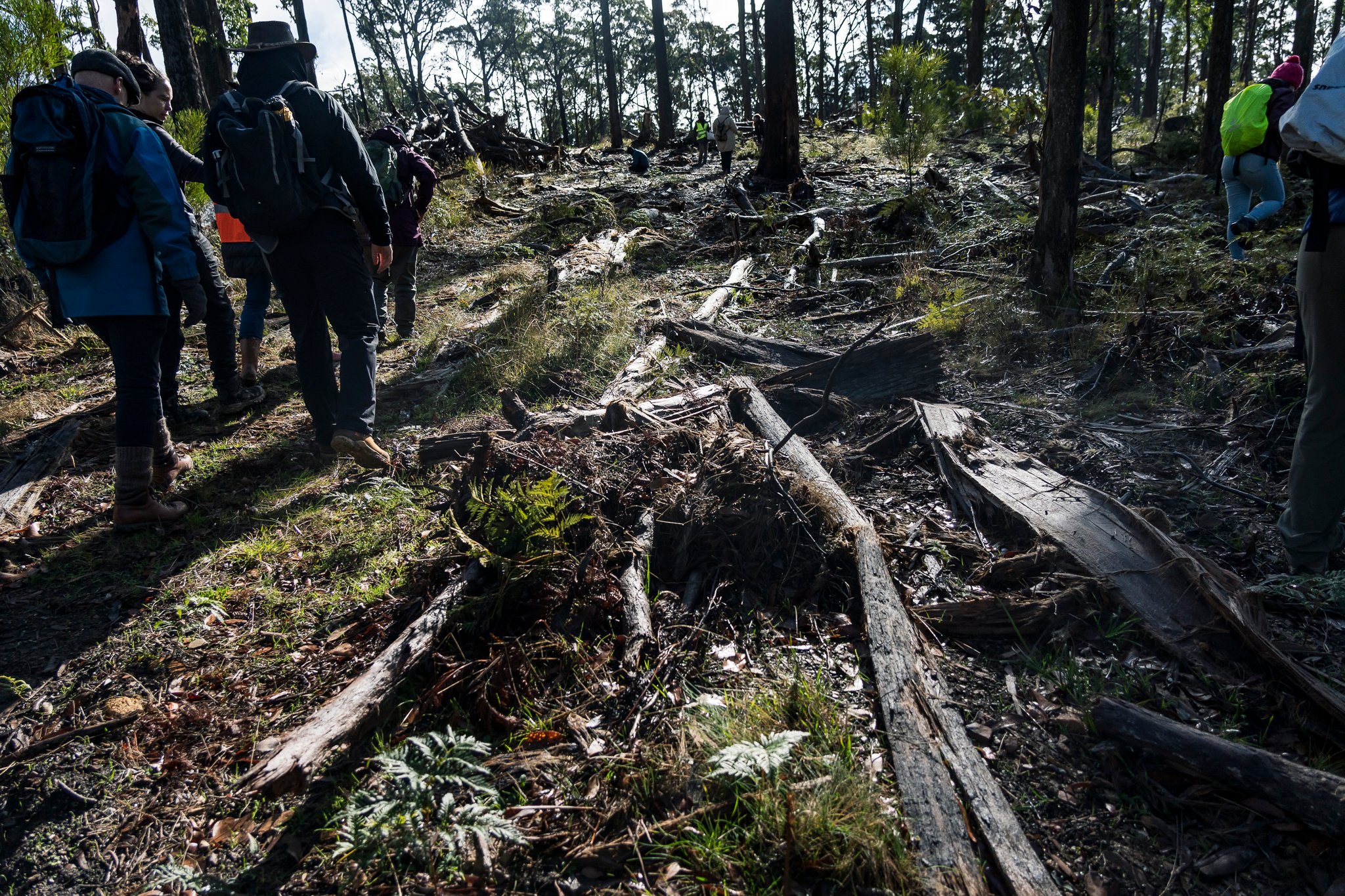 Wombat State Forest mass survey
