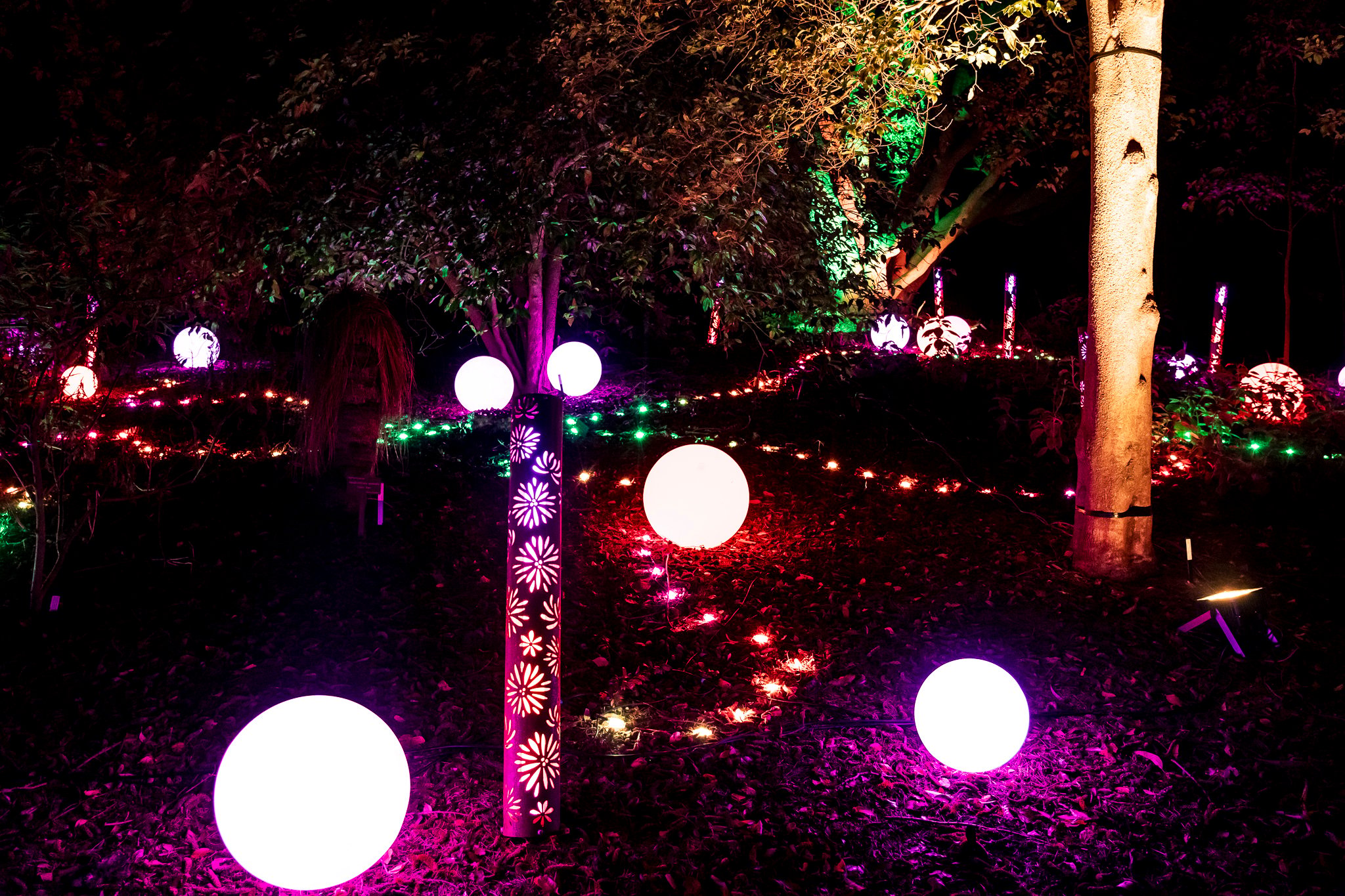 In Bloom Lightshow - Geelong Botanical Gardens