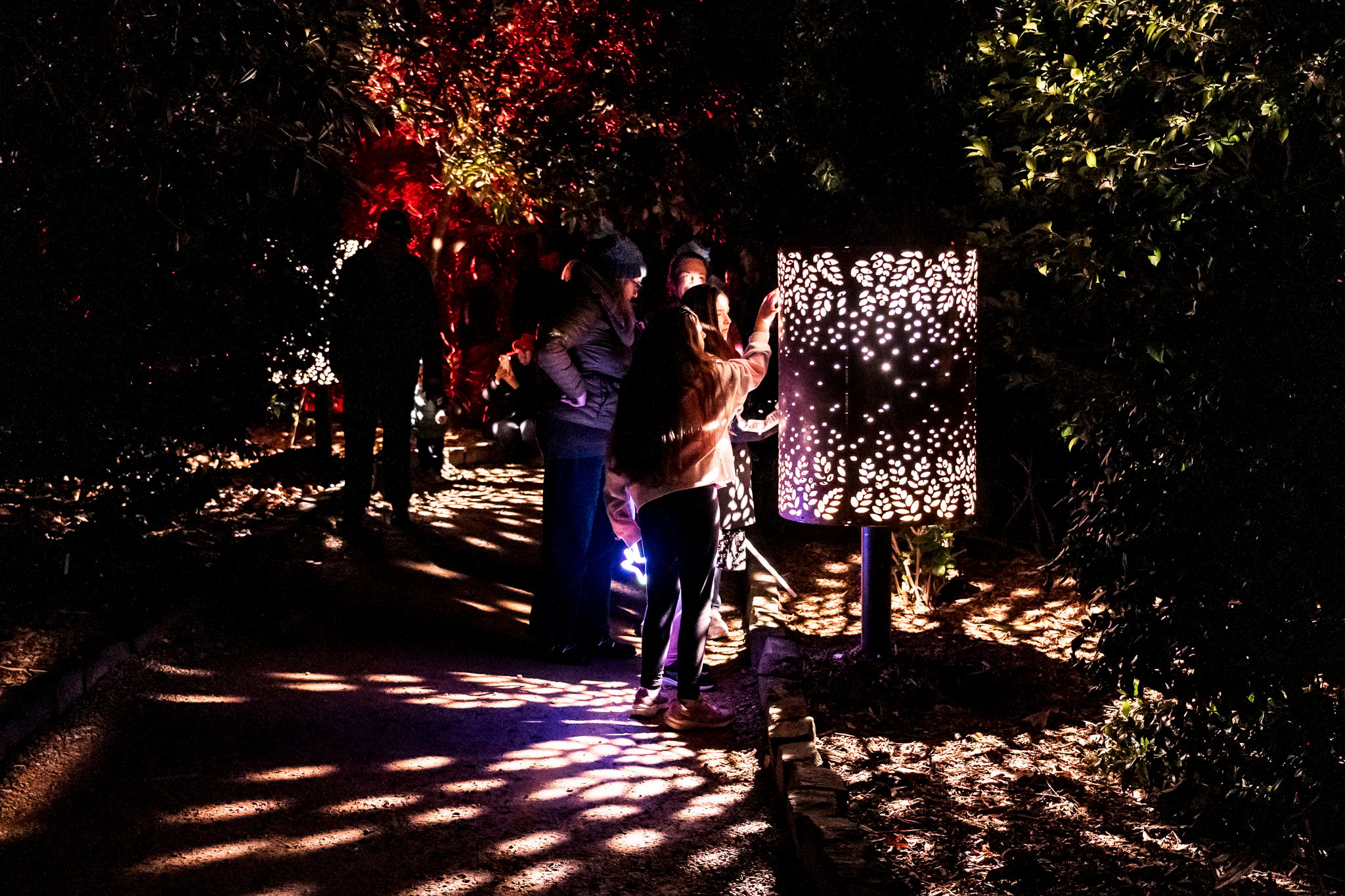 In Bloom Lightshow - Geelong Botanical Gardens