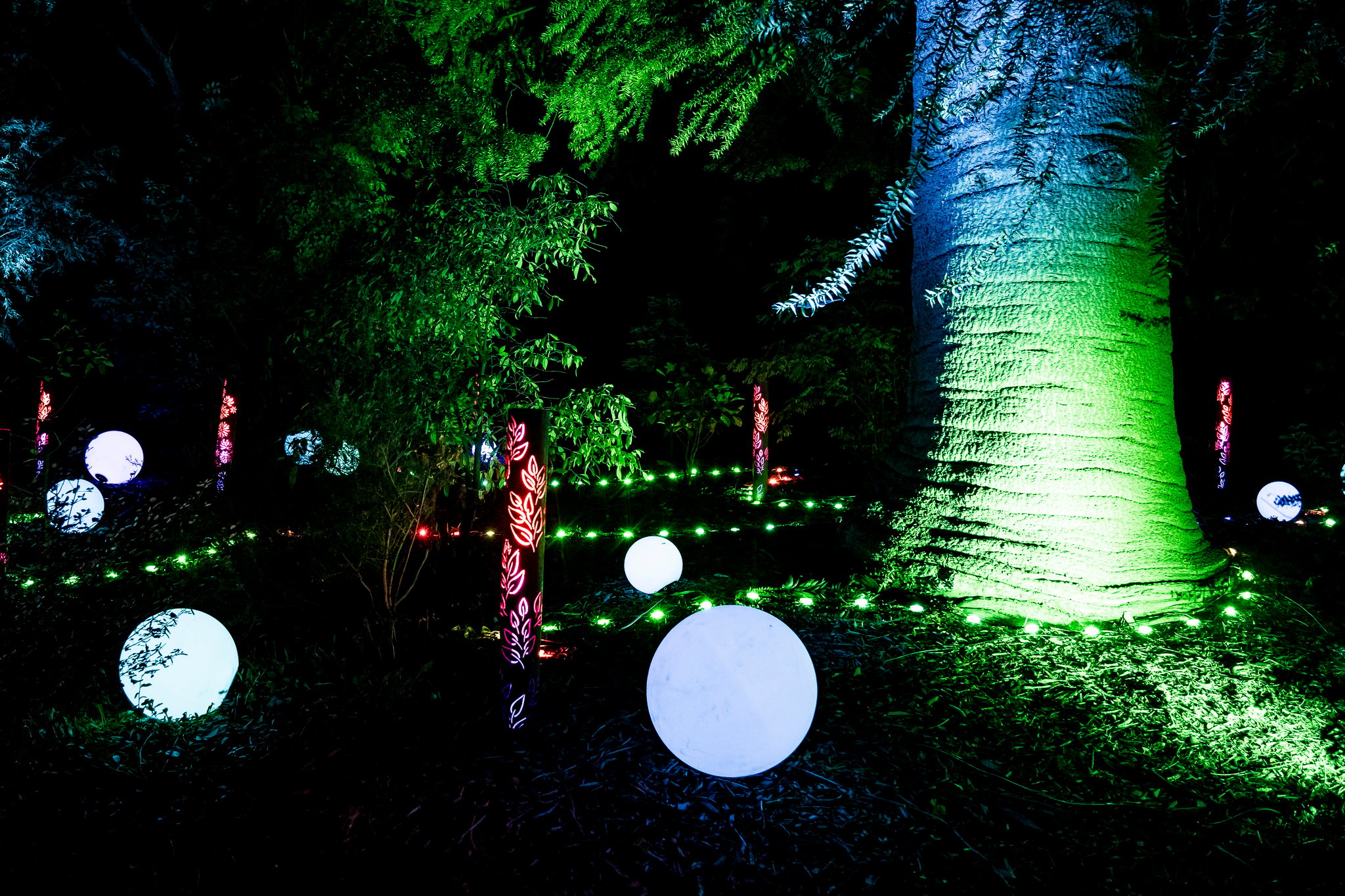 In Bloom Lightshow - Geelong Botanical Gardens
