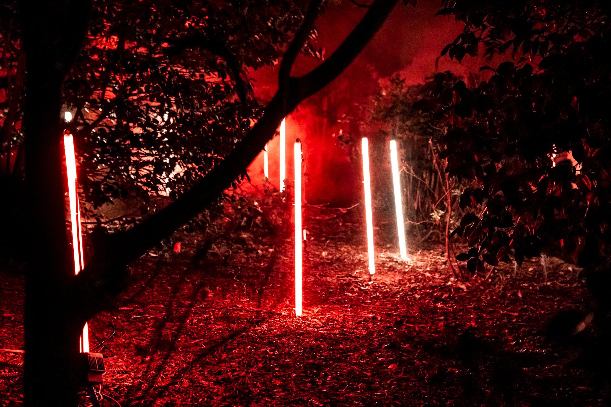 In Bloom Lightshow - Geelong Botanical Gardens
