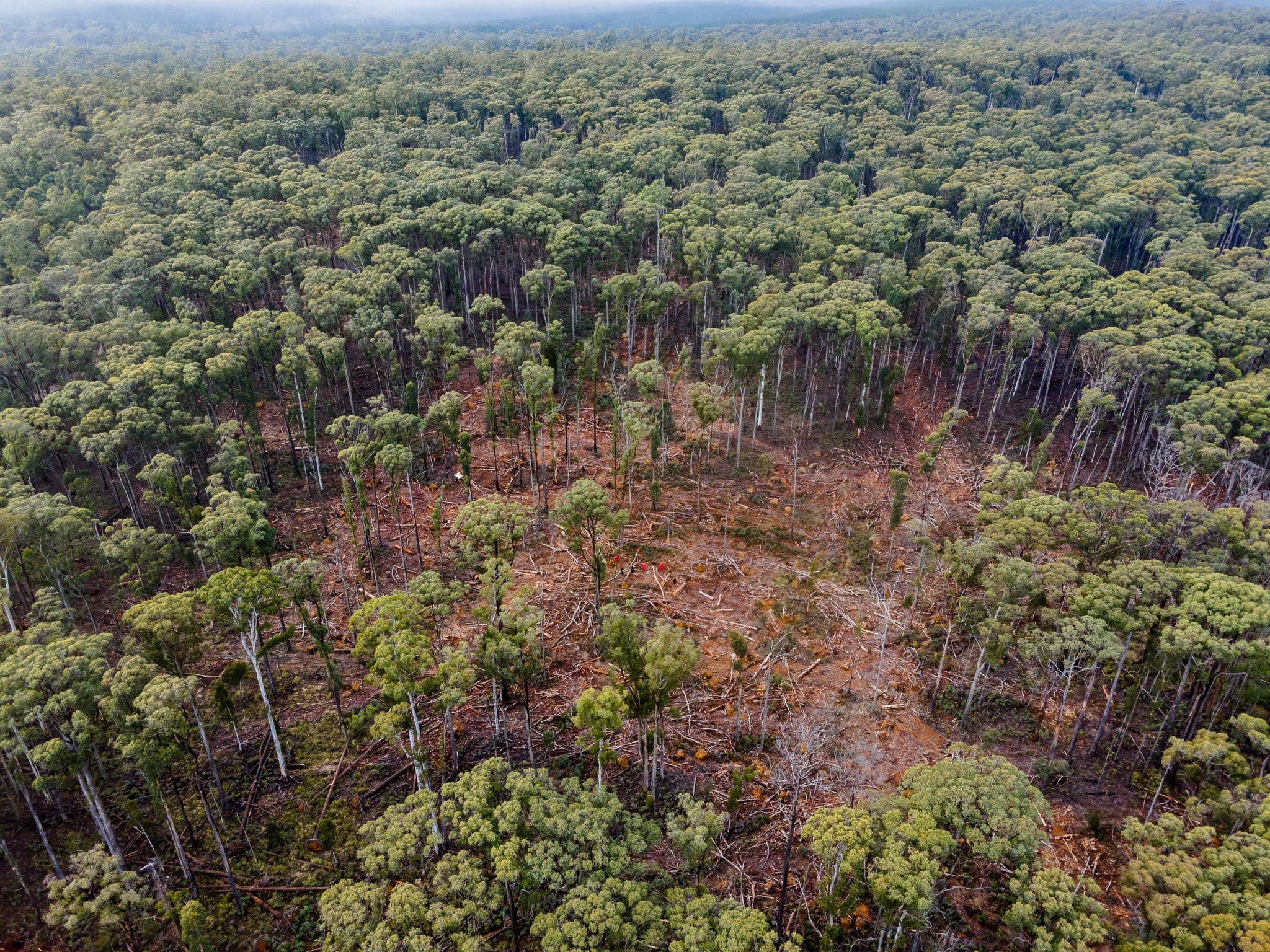 Wombat State Forest stunt to raise awareness of salvage logging