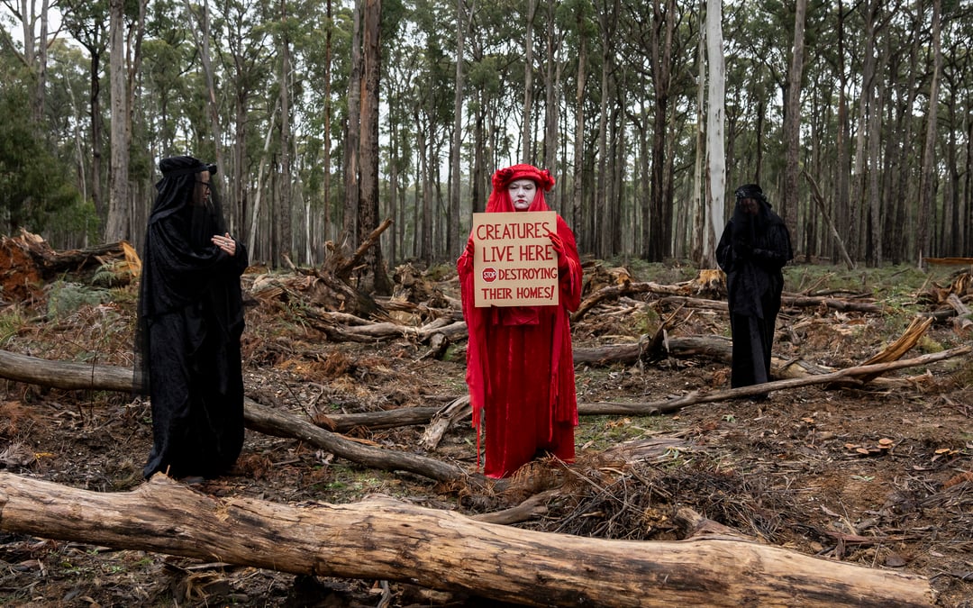 Logging continues in Wombat State Forest despite ban