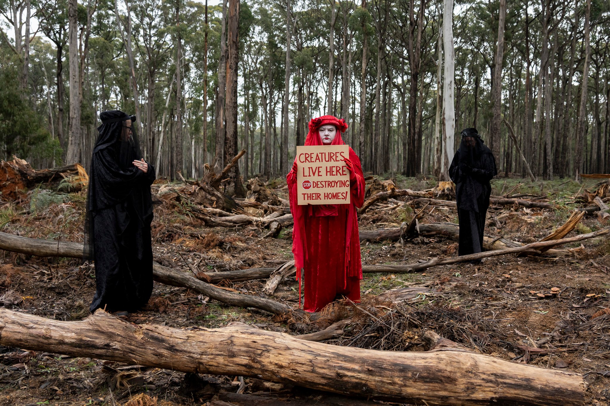 Wombat State Forest stunt to raise awareness of salvage logging