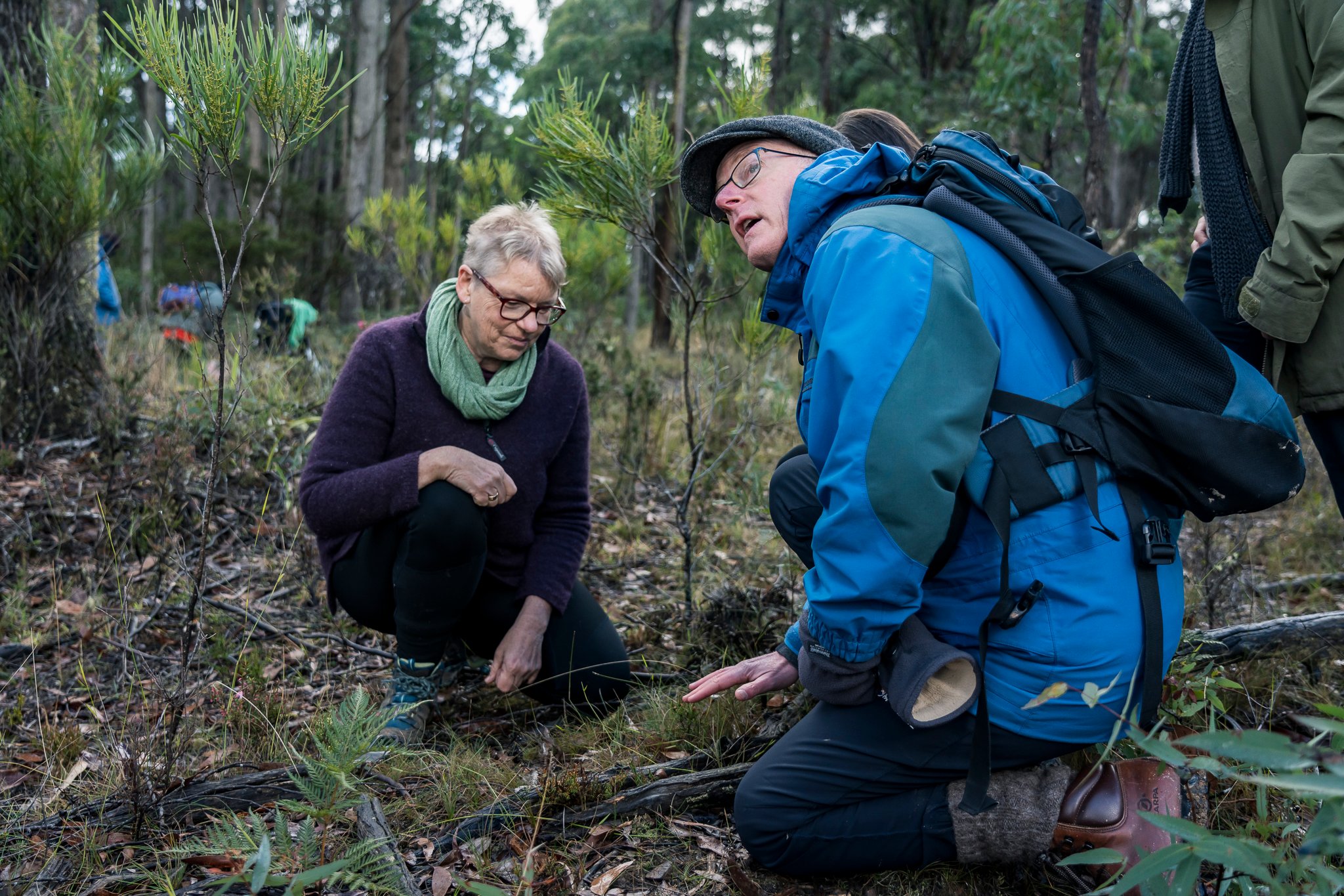 Wombat State Forest mass survey
