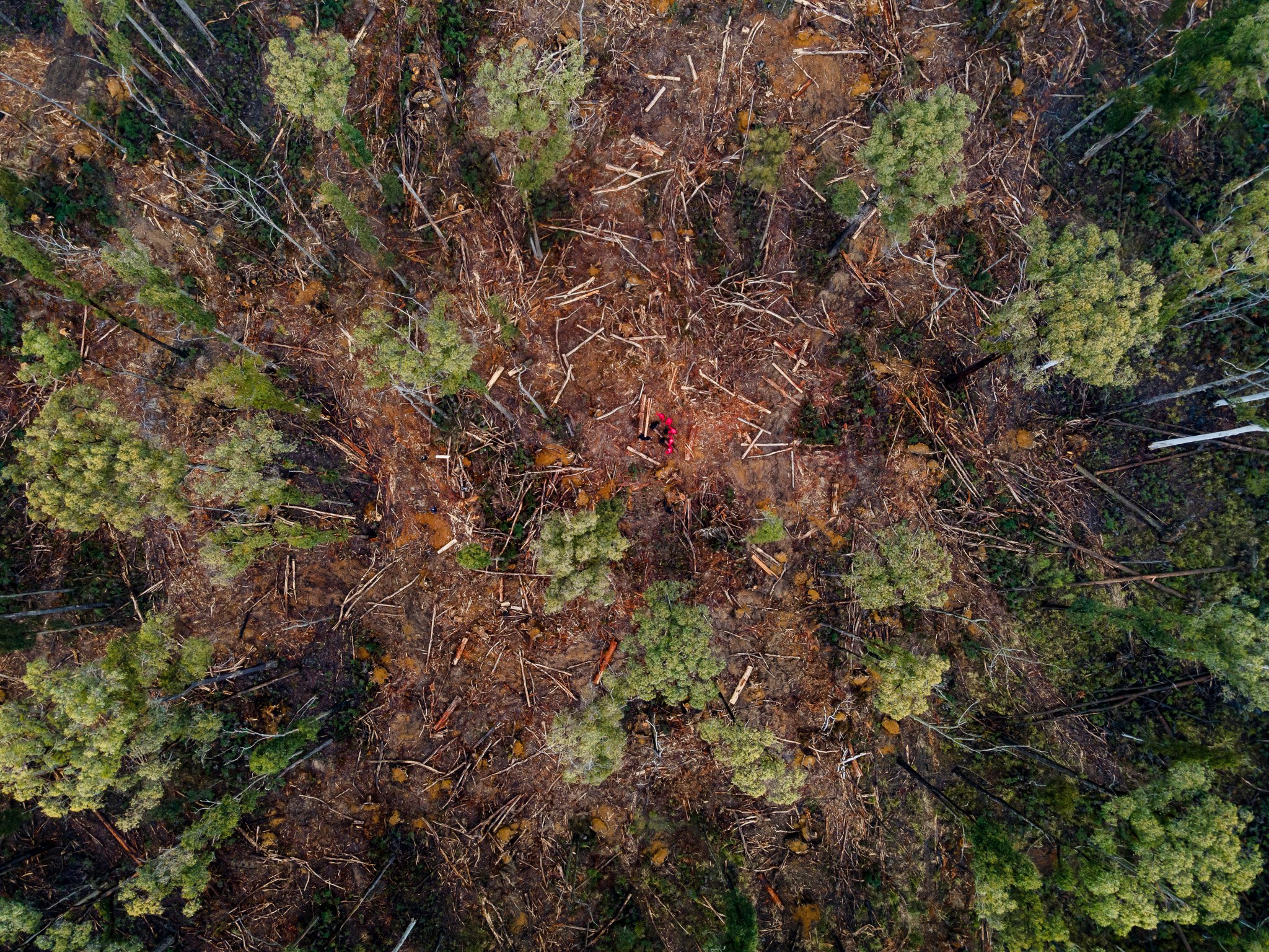 Wombat State Forest stunt to raise awareness of salvage logging