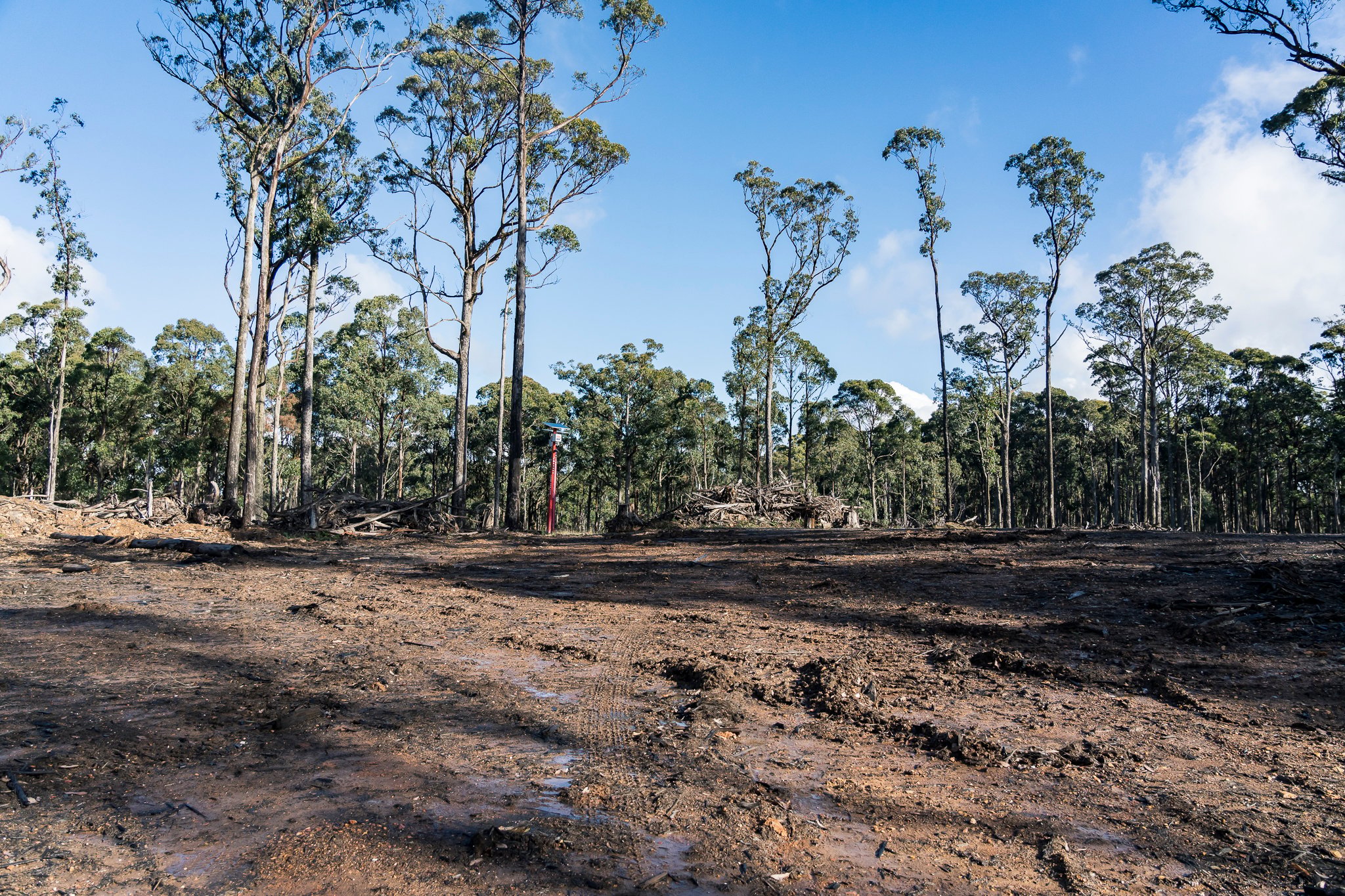 Wombat State Forest mass survey