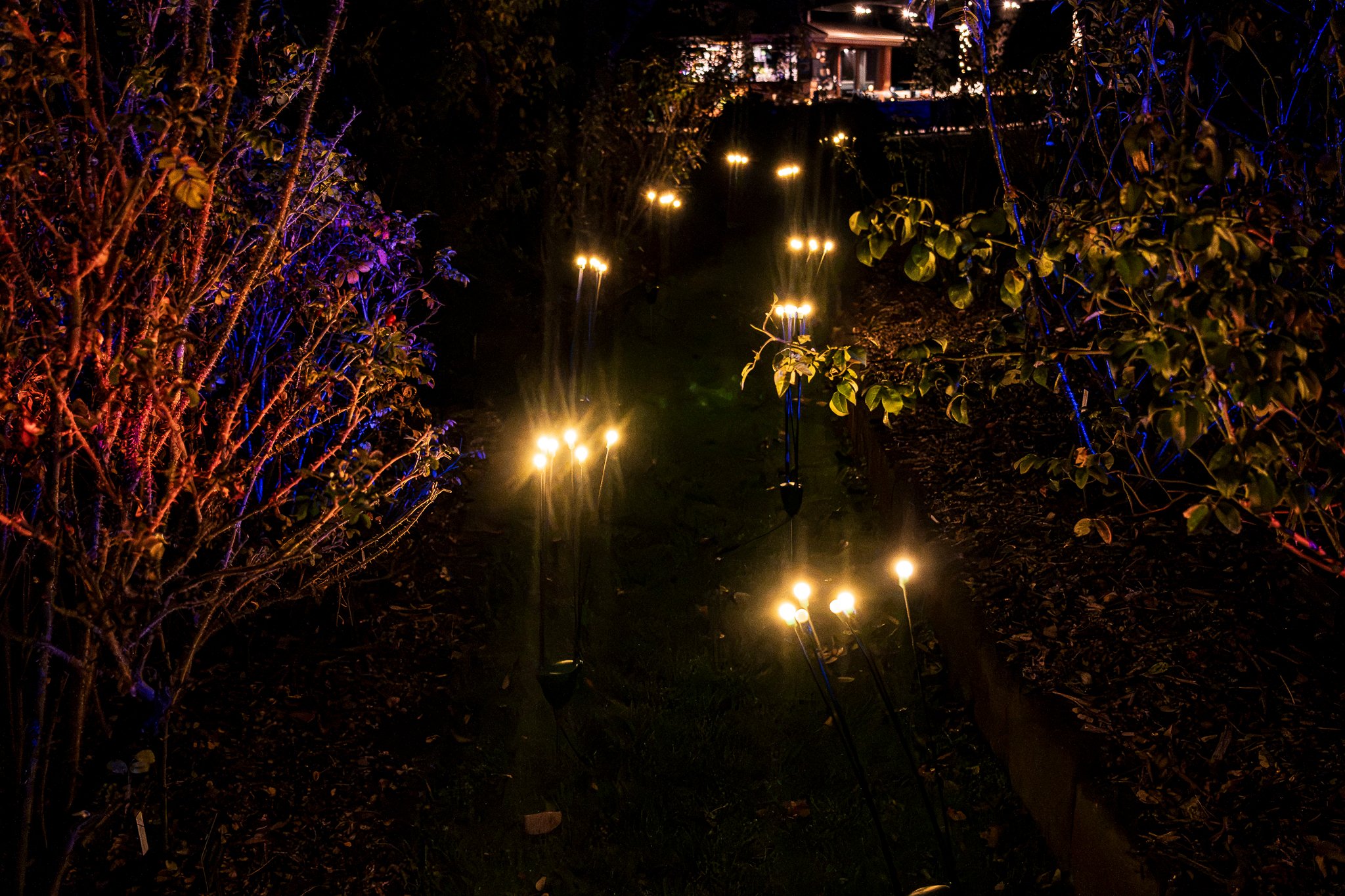 In Bloom Lightshow - Geelong Botanical Gardens