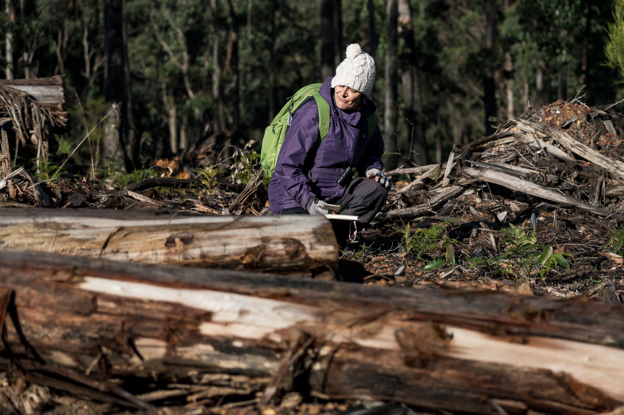 Wombat State Forest mass survey