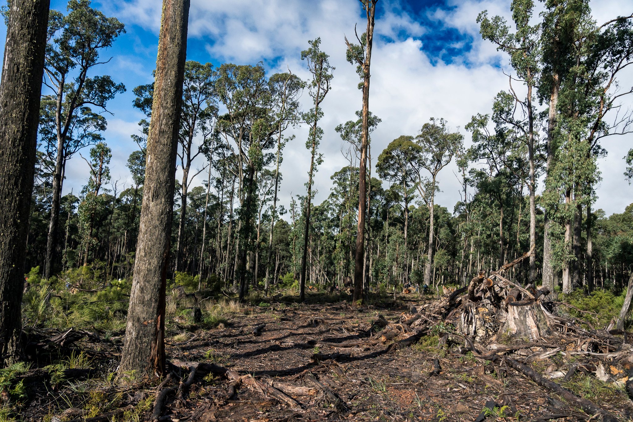 Wombat State Forest mass survey