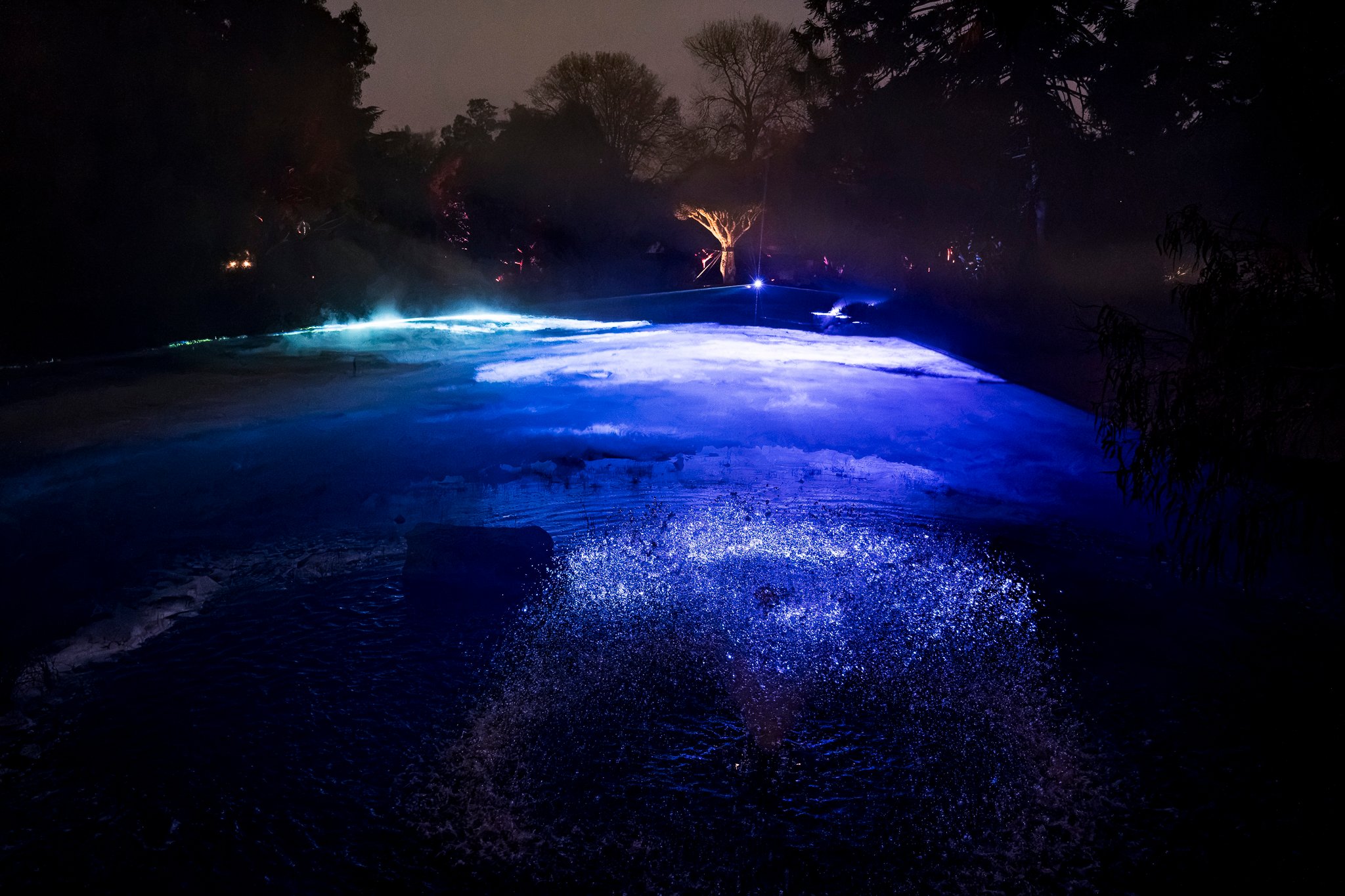 In Bloom Lightshow - Geelong Botanical Gardens