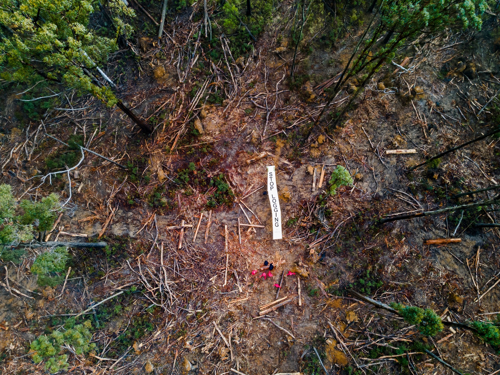 Wombat State Forest stunt to raise awareness of salvage logging