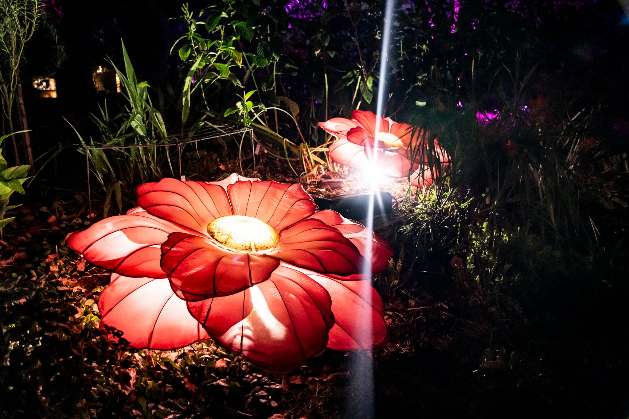 In Bloom Lightshow - Geelong Botanical Gardens