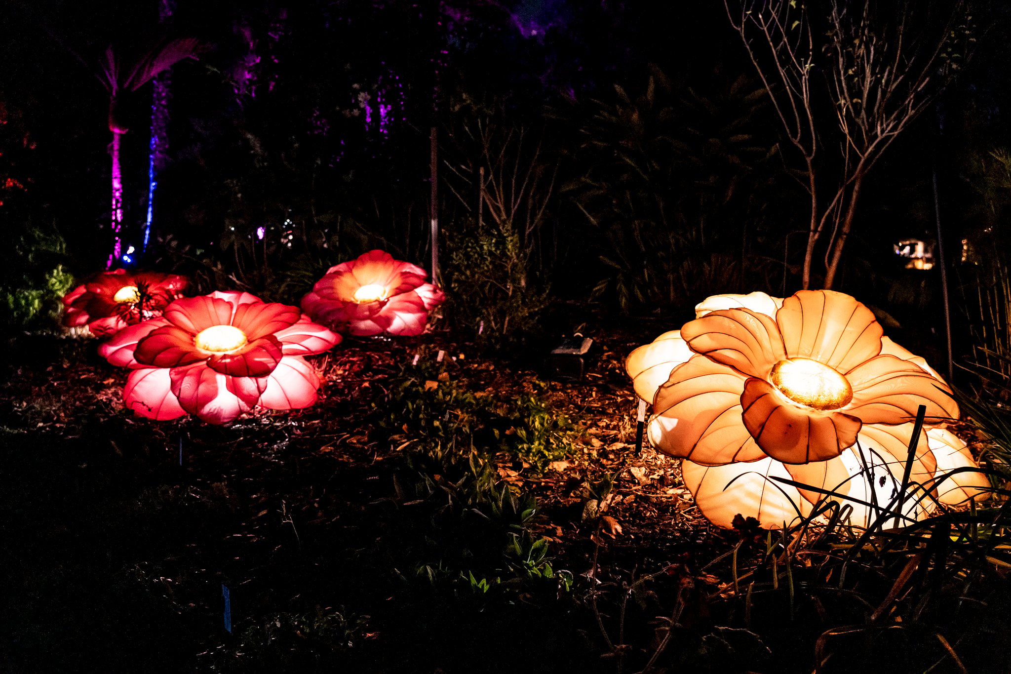 In Bloom Lightshow - Geelong Botanical Gardens