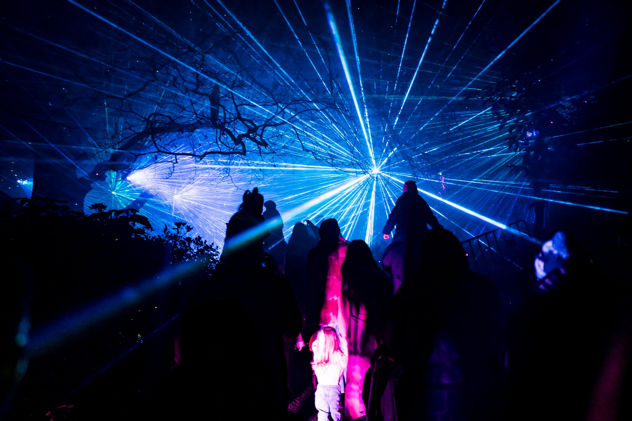 In Bloom Lightshow - Geelong Botanical Gardens