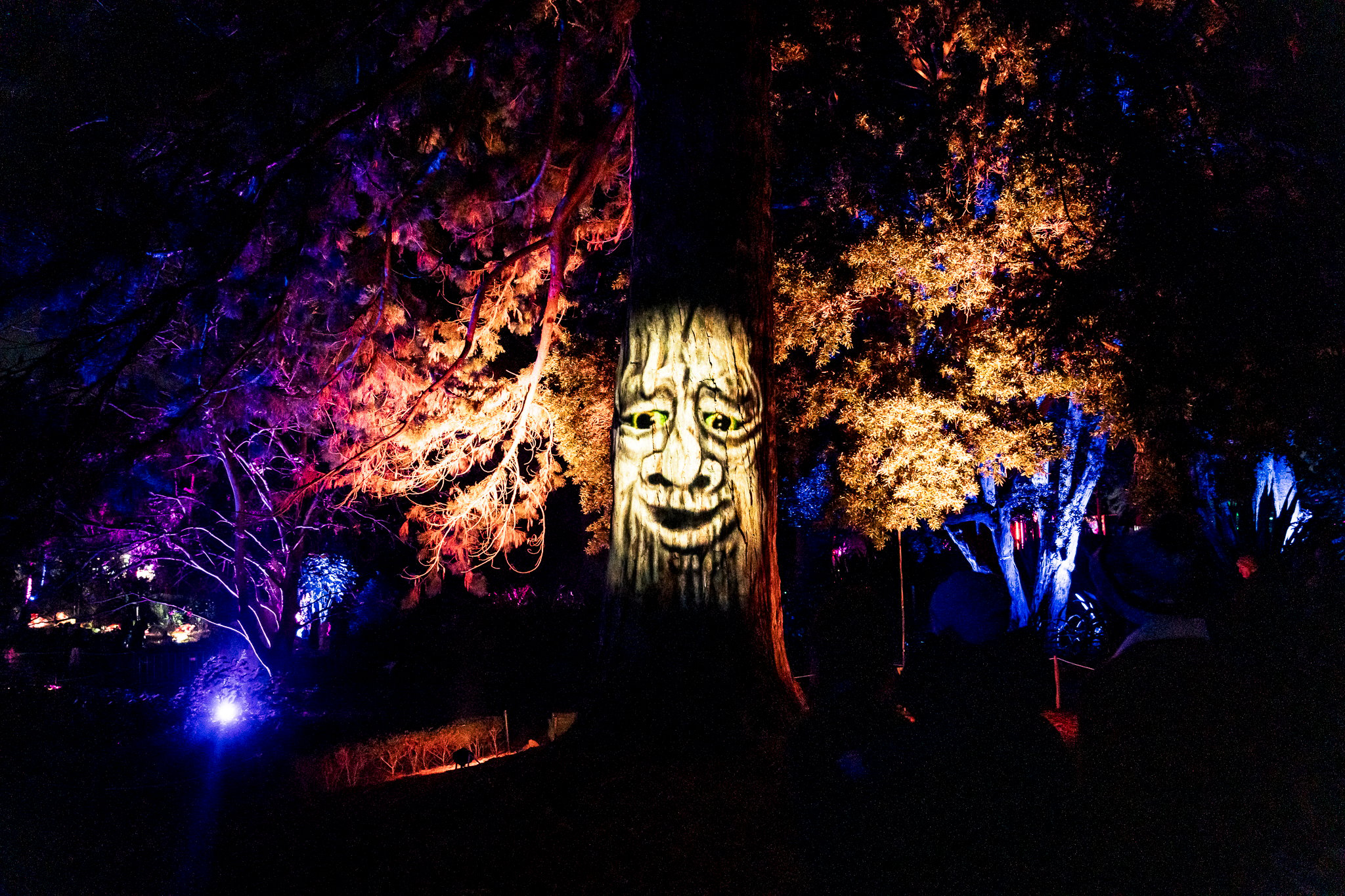In Bloom Lightshow - Geelong Botanical Gardens