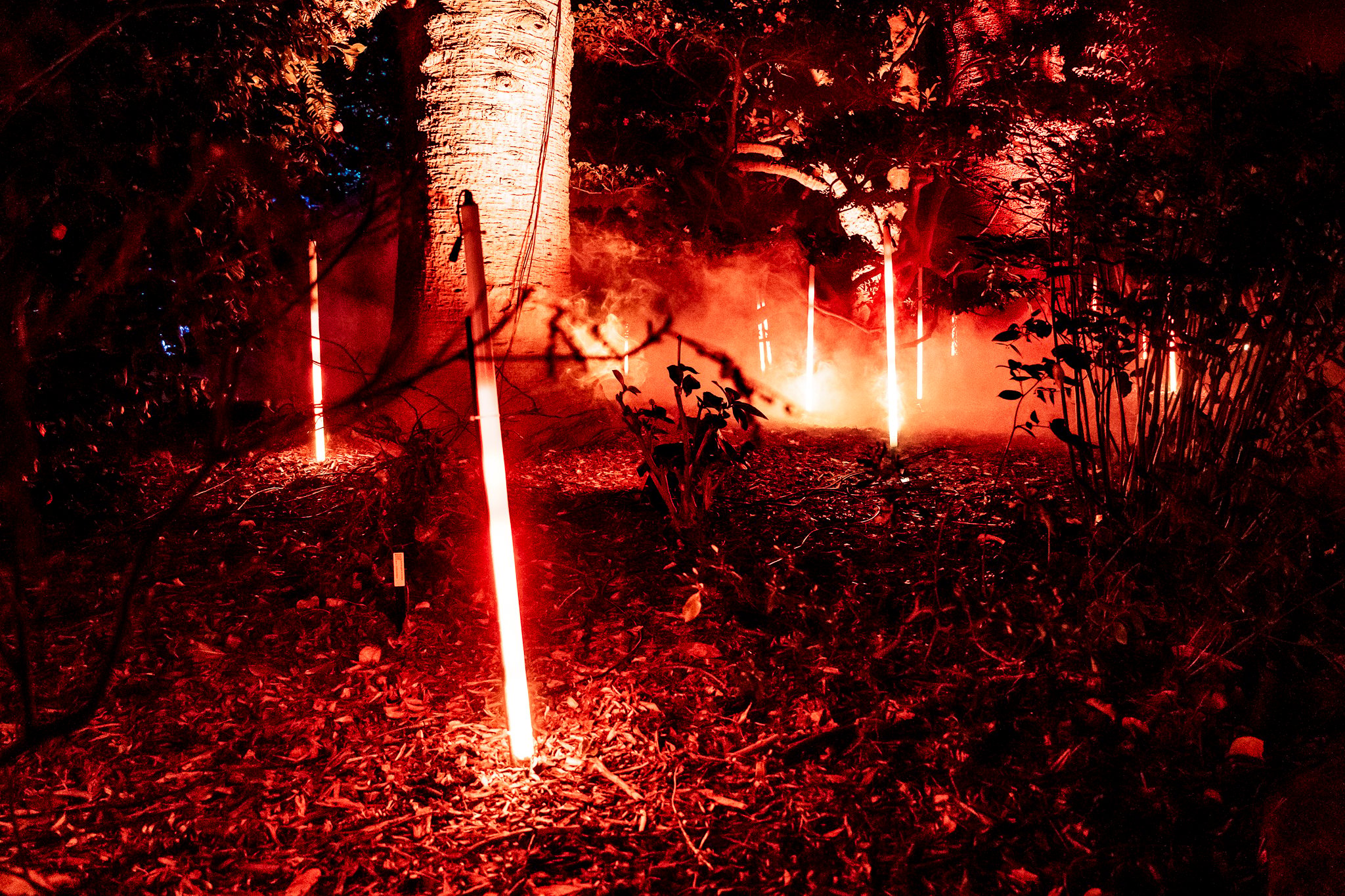 In Bloom Lightshow - Geelong Botanical Gardens