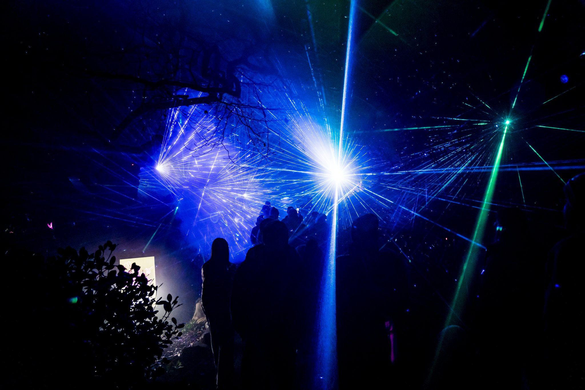 In Bloom Lightshow - Geelong Botanical Gardens