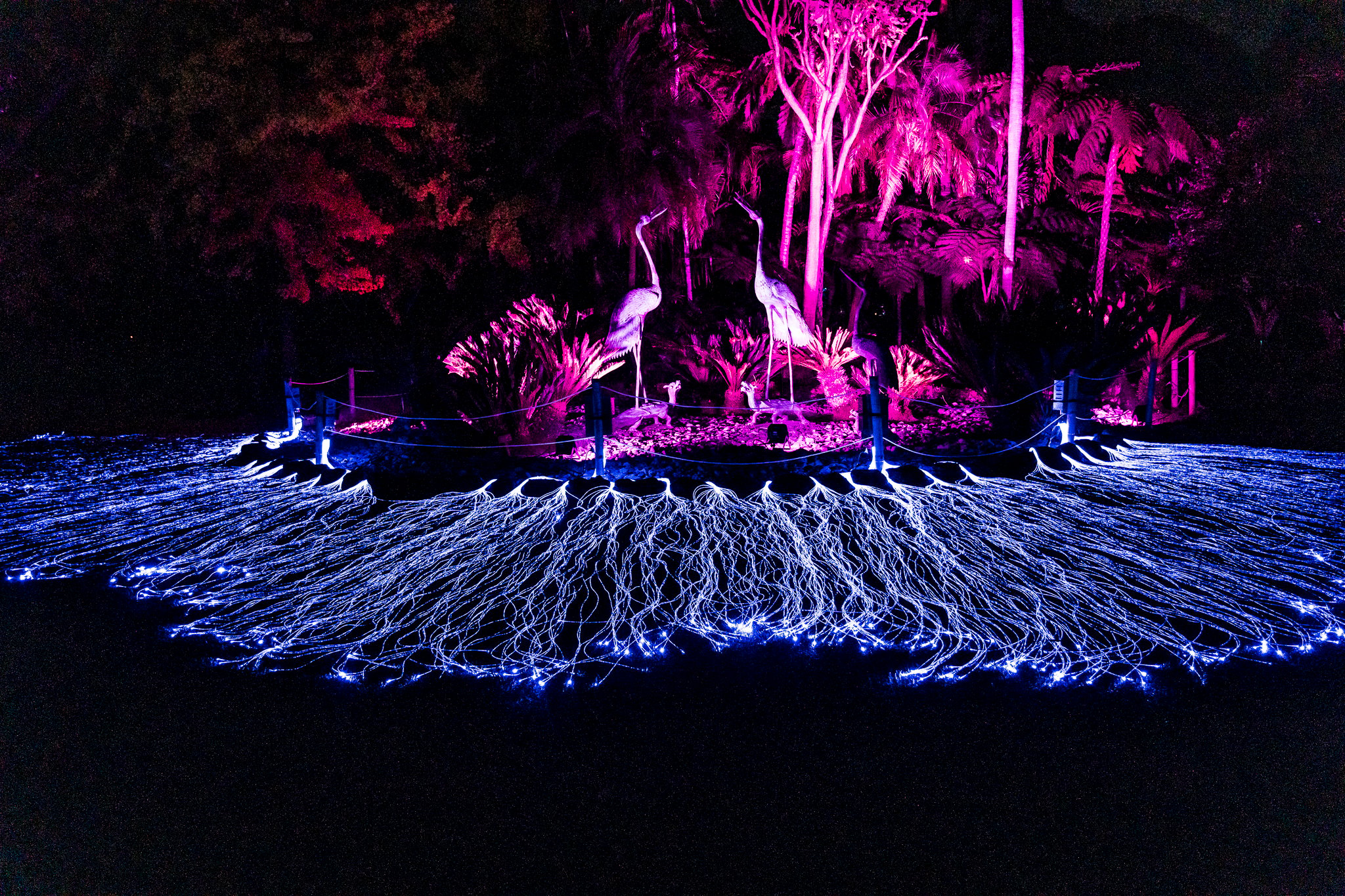 In Bloom Lightshow - Geelong Botanical Gardens