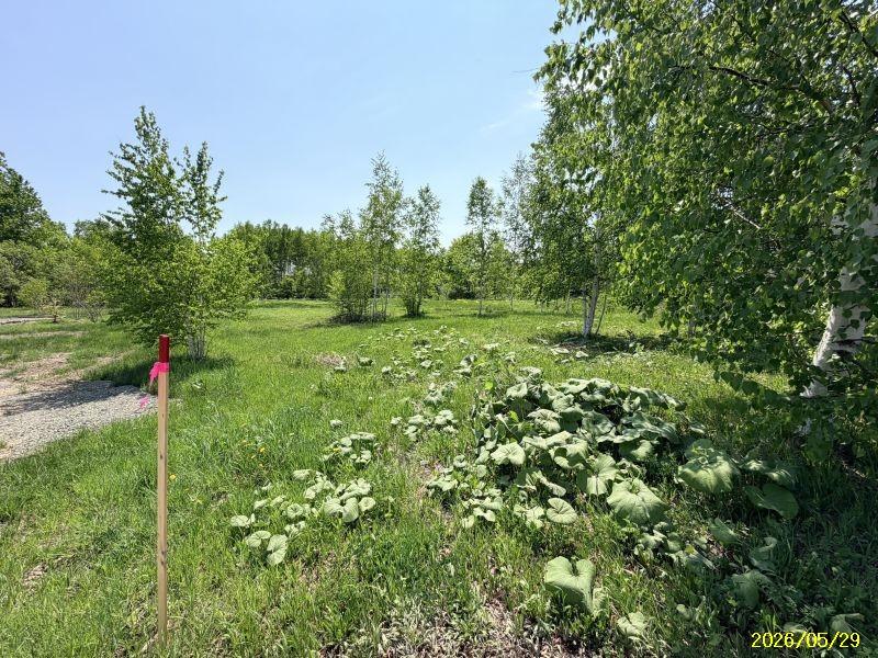 Land in Bieigenya, Biei – photo 24 of 28 – Biei, Daisetsuzan Foothills, Hokkaido, Japan