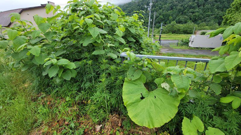 Land in Central, Aibetsu – photo 10 of 12 – Aibetsu, Daisetsuzan Foothills, Hokkaido, Japan