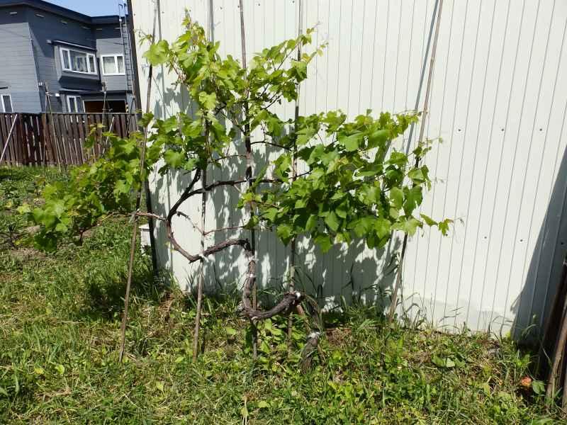 Land in Kamui, Asahikawa – photo 7 of 11 – Asahikawa, Asahikawa, Hokkaido, Japan
