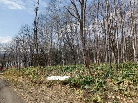 Land in Kamuicho, Asahikawa – photo 5 of 7 – Asahikawa, Asahikawa, Hokkaido, Japan