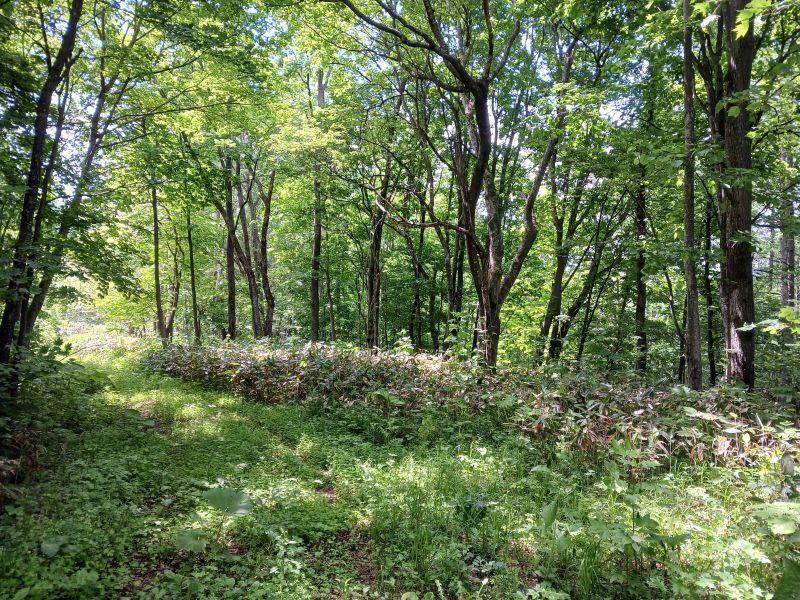 Land in Midoridai, Asahikawa – Asahikawa, Kamikawa, Hokkaido, Japan
