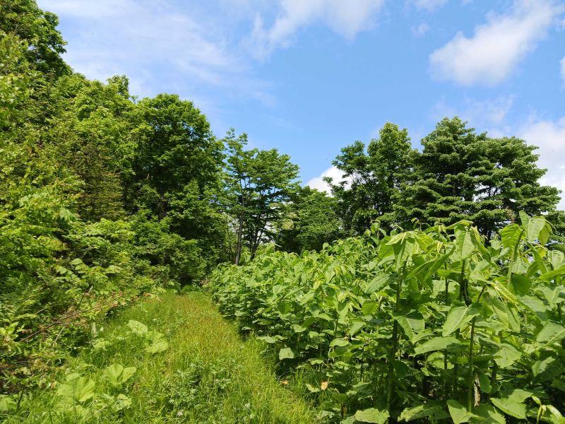 Land in Midoridai, Asahikawa – photo 4 of 7 – Asahikawa, Kamikawa, Hokkaido, Japan