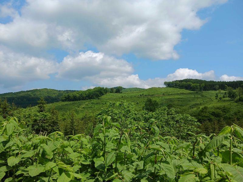 Land in Midoridai, Asahikawa – photo 5 of 7 – Asahikawa, Kamikawa, Hokkaido, Japan