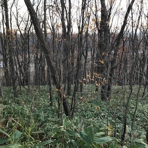 Land in Nishikagura 2 Sen, Asahikawa