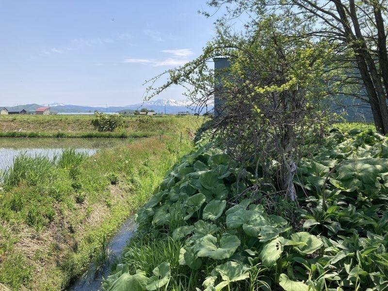 Land in Pippu – photo 15 of 21 – Pippu, Daisetsuzan Foothills, Hokkaido, Japan