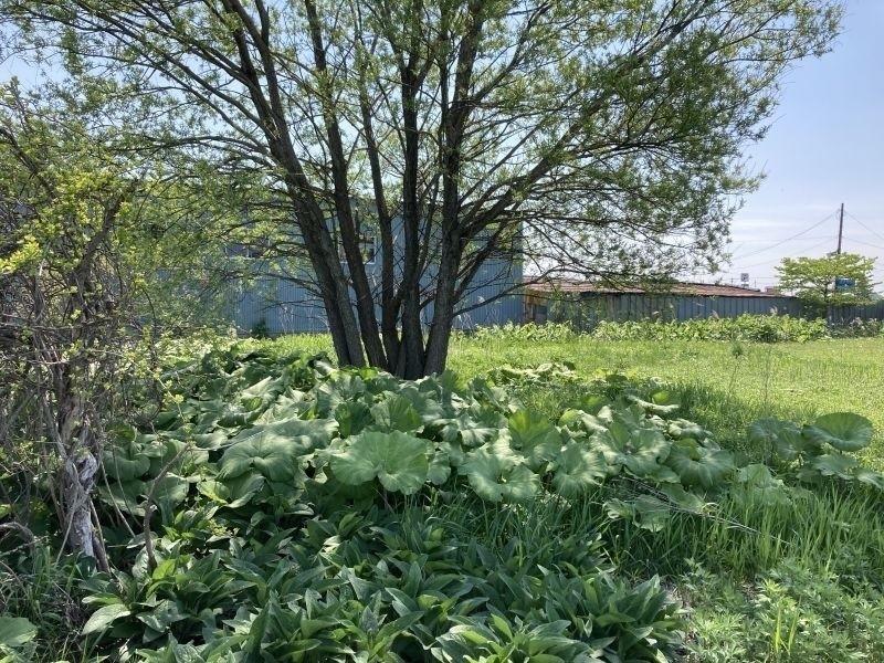 Land in Pippu – photo 17 of 21 – Pippu, Daisetsuzan Foothills, Hokkaido, Japan