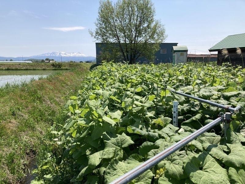 Land in Pippu – photo 20 of 21 – Pippu, Daisetsuzan Foothills, Hokkaido, Japan