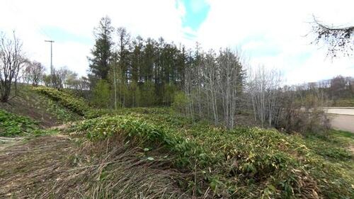 Land in Shinsei, Biei – photo 3 of 8 – Biei, Daisetsuzan Foothills, Hokkaido, Japan