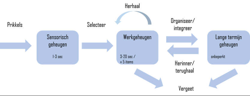 Figuur 3: Schematische weergave van informatieverwerking in het menselijk geheugen (gebaseerd op Baddeley en Hitch, 1974)