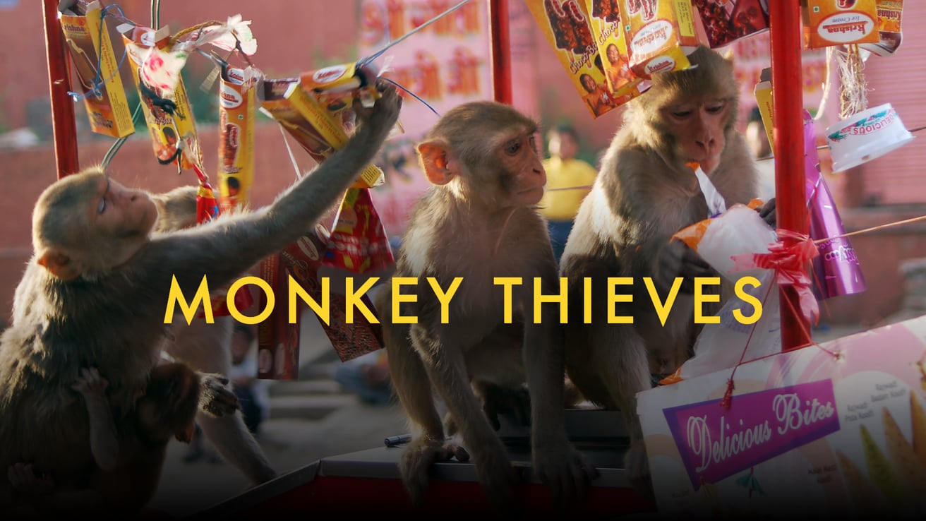Monkey Thieves