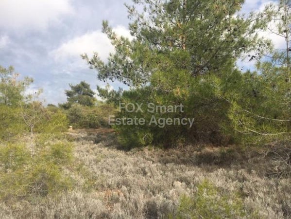 Land in Souni - view 1