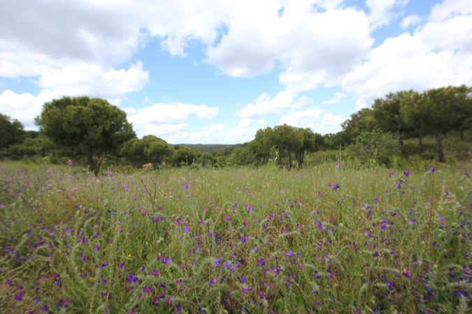 House in Azinhal - view 1