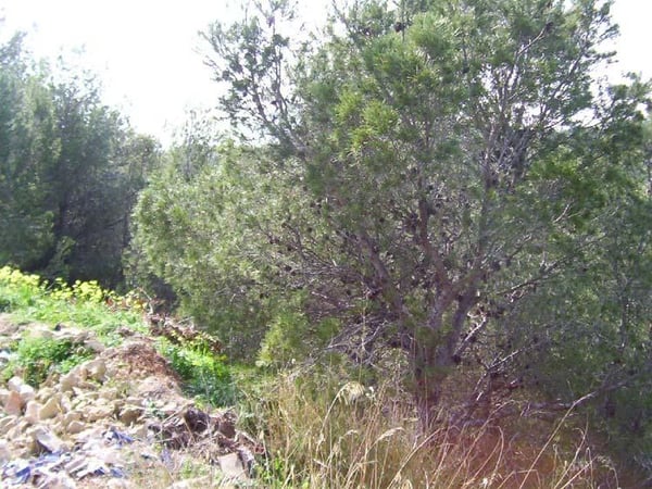 Land in Altea - view 1