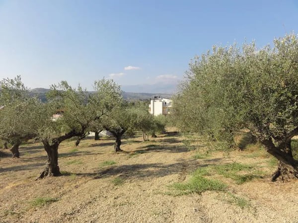 Land in Kalyves - view 1