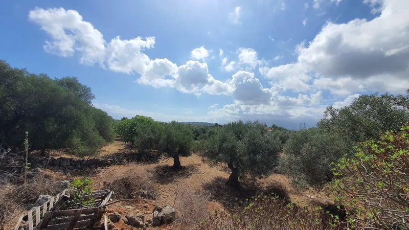 Land in Drapanos - view 1