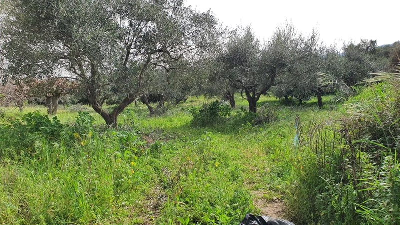 Land in Pemonia - view 1