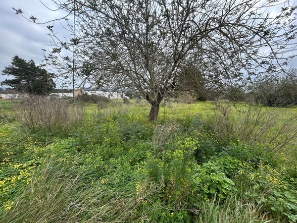 House in San Lorenzo de Balafia - view 1