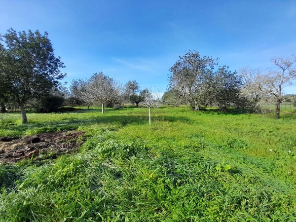 House in Sant Joan de Labritja - view 1