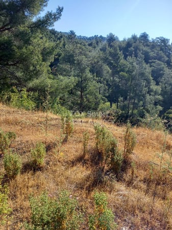 Land in Moniatis - view 1