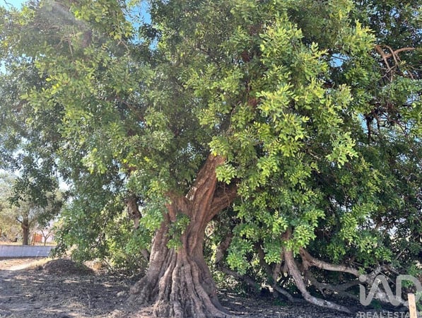 Land in Santo Estevao - view 1