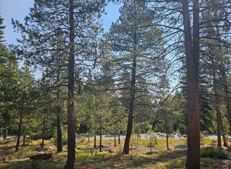 House in Truckee - Image 5