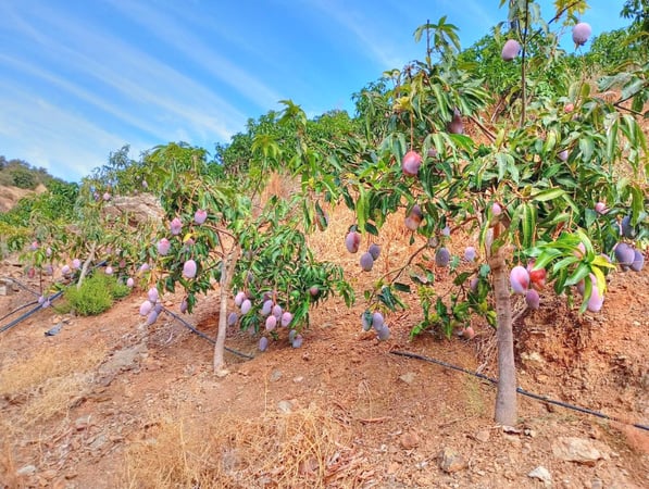 House in Borge - view 1