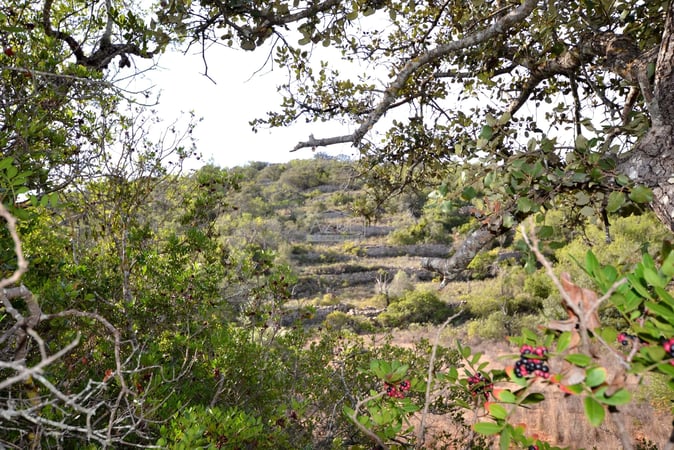 Land in Loule - view 1